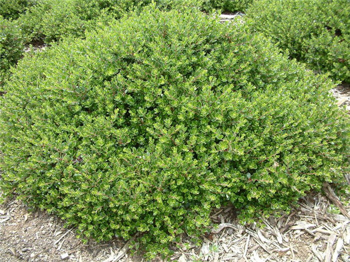 Arctostaphylos densiflora 'Emerald Carpe