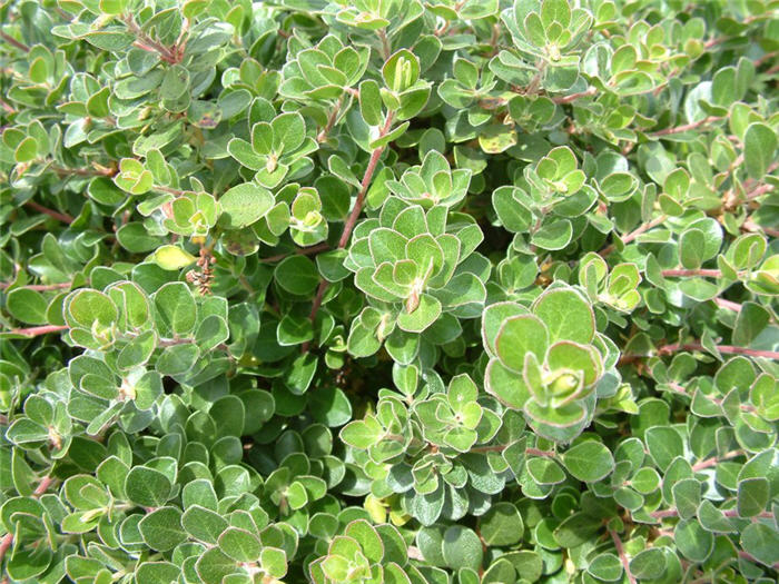 Plant photo of: Arctostaphylos densiflora 'Emerald Carpe