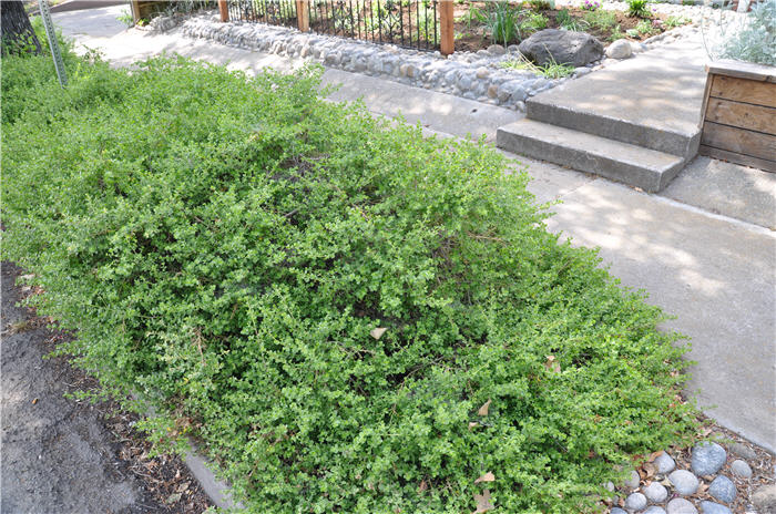 Coyote Bush Prostrate