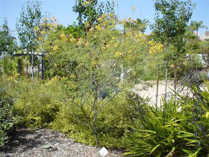 Yellow Bird Of Paradise Bush