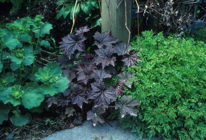 Heuchera 'Palace Purple'