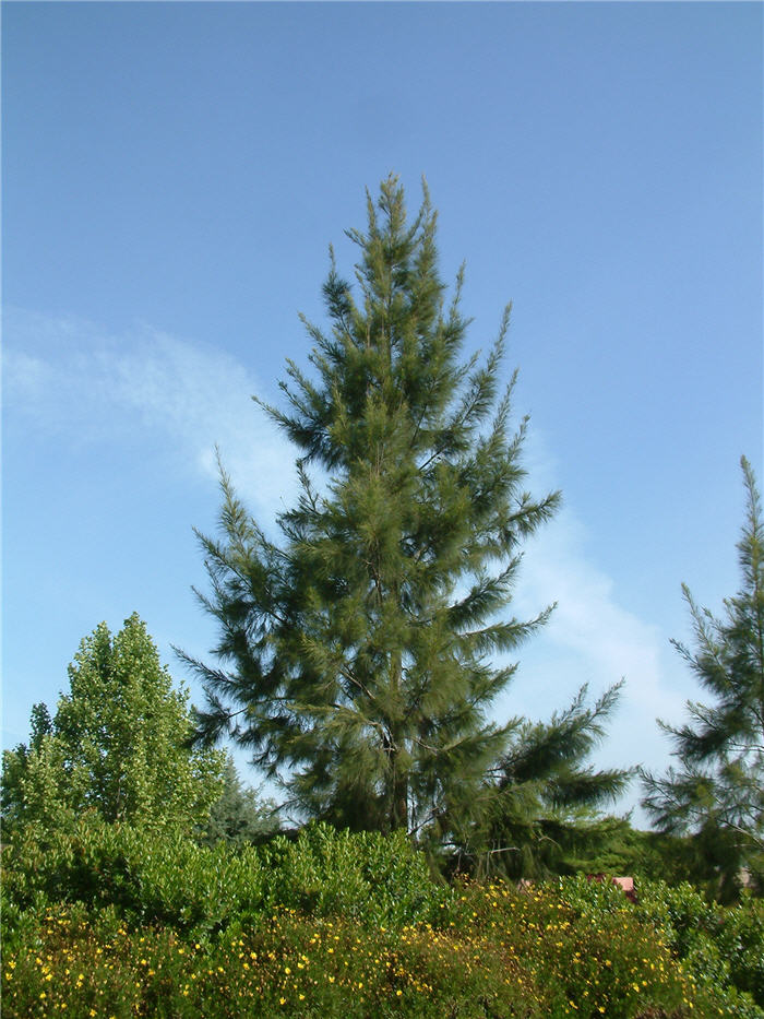 Casuarina equisetifolia