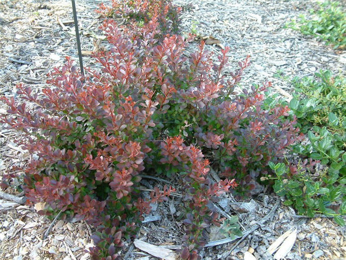 Berberis thunbergii 'Crimson Pygmy'