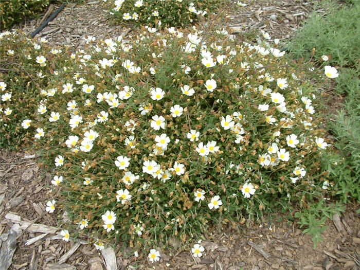 Cistus salviifolius 'Prostratus'