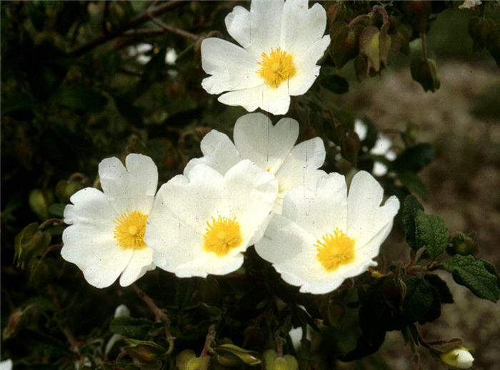 Plant photo of: Cistus salviifolius 'Prostratus'