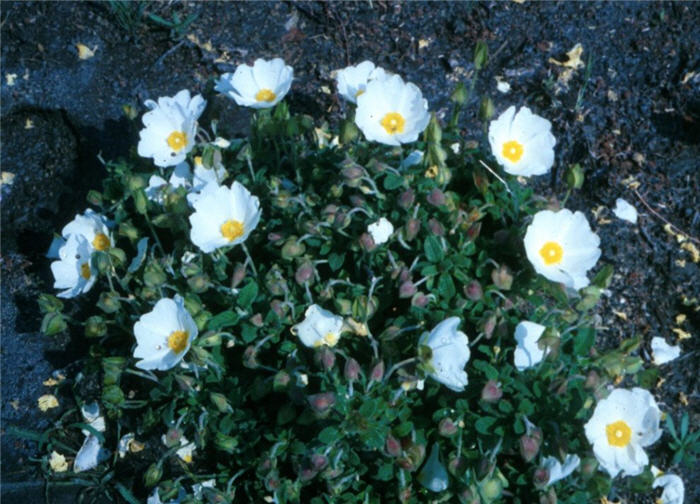 Plant photo of: Cistus salviifolius 'Prostratus'