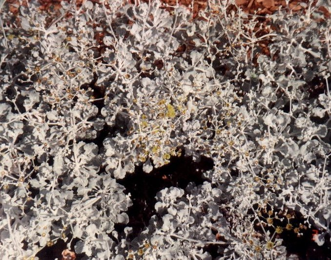 Conejo Buckwheat or Saffron Buckwhe