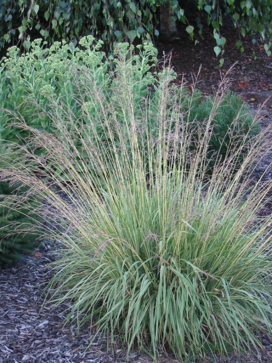 Plant photo of: Pennisetum alopecuroides 'Hamelin'