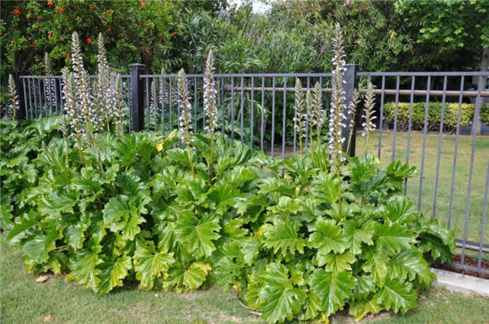 Acanthus mollis