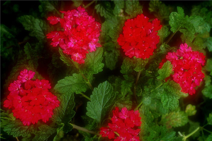 Rose Verbena