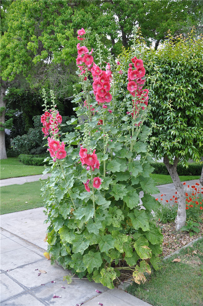 Plant photo of: Alcea rosea