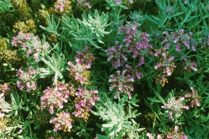 Plant photo of: Teucrium cossonii majoricum