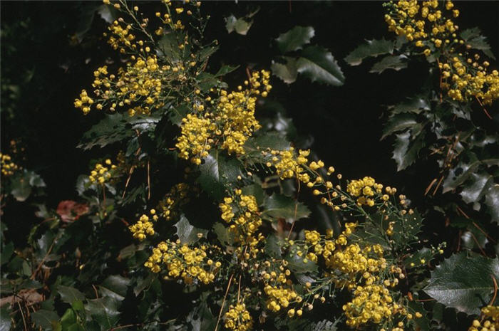 Golden Abundance Oregon Grape