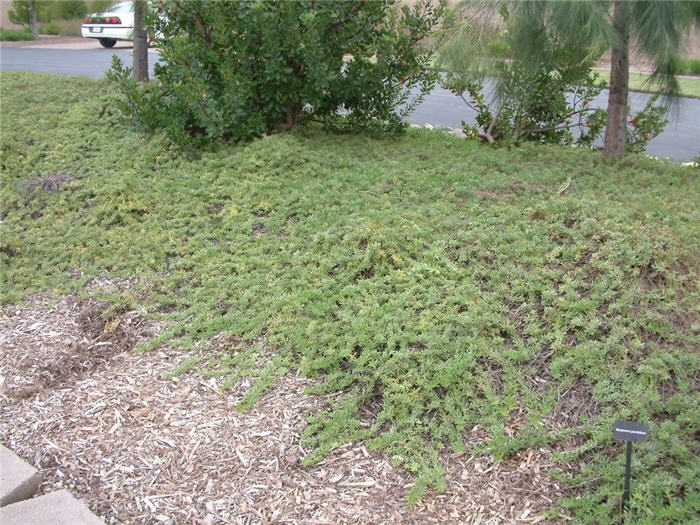 Plant photo of: Myoporum parvifolium