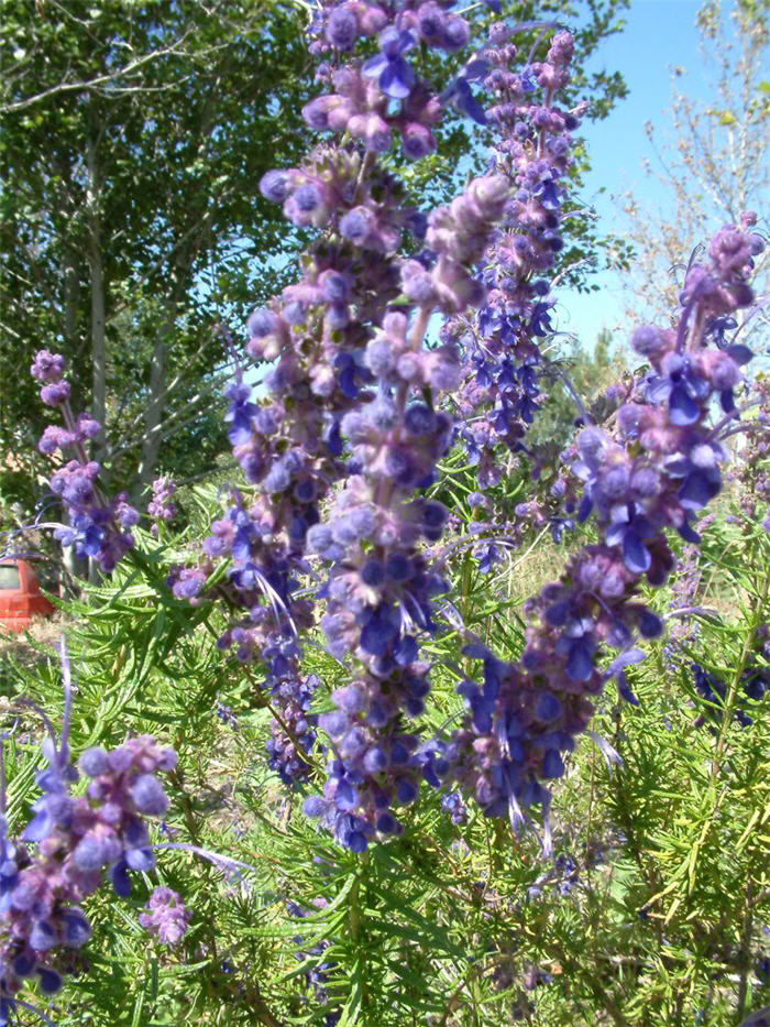 Plant photo of: Trichostema lanatum
