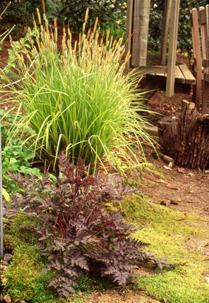 Golden Variegated Sedge