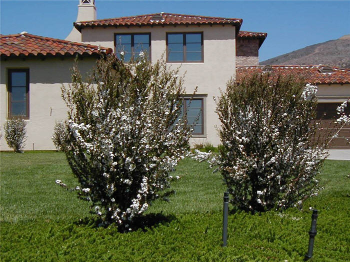 Leptospermum sco. 'Album Flore Plen