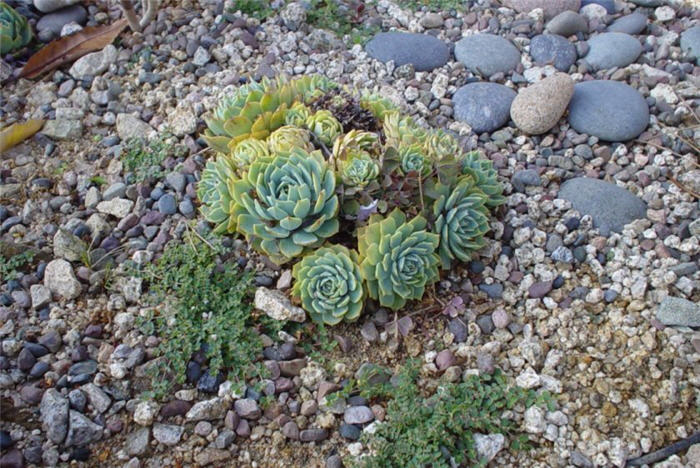 Plant photo of: Echeveria 'Imbricata'