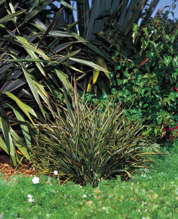 Phormium 'Surfer'