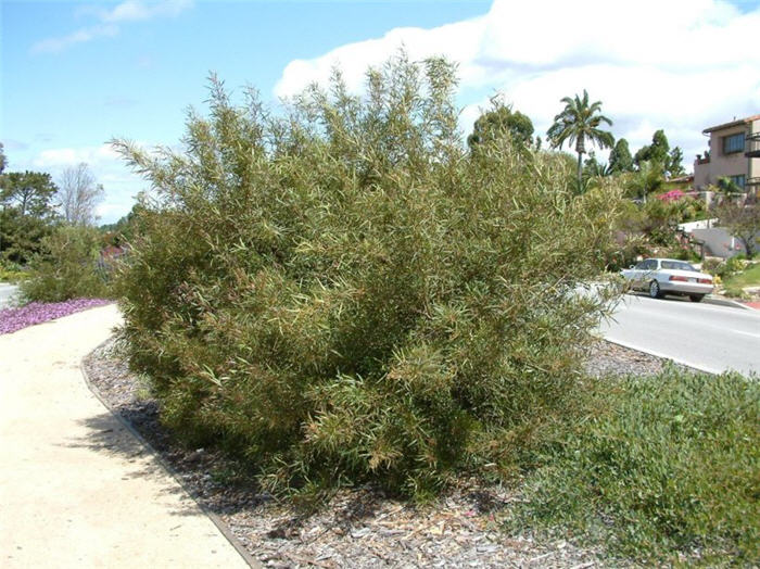 Rhus lancea