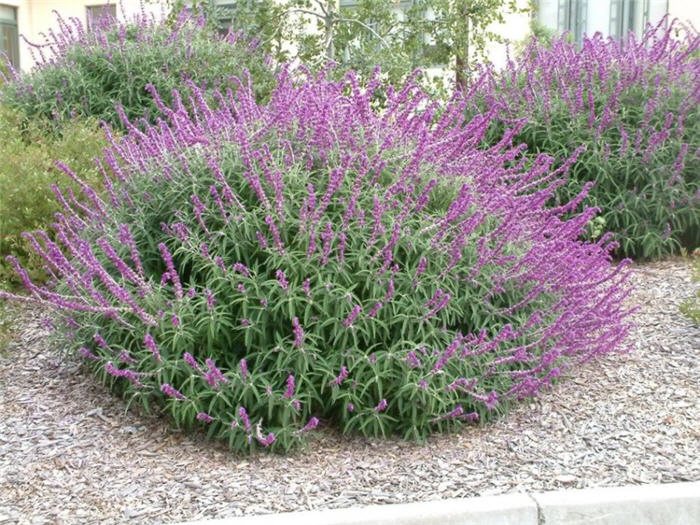 Mexican Bush Sage, Mexican Sage