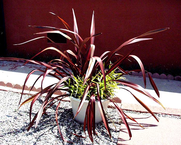 Plant photo of: Phormium 'Dazzler'