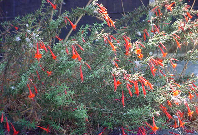 Plant photo of: Zauschneria californica