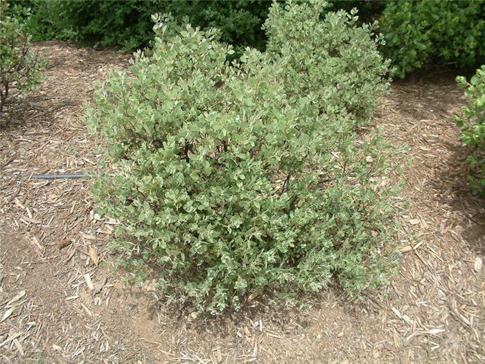 Arctostaphylos bakeri 'Louis Edmunds'