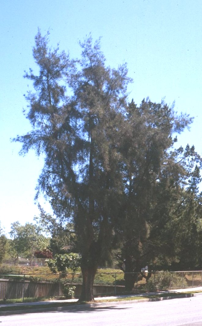 Casuarina cunninghamiana