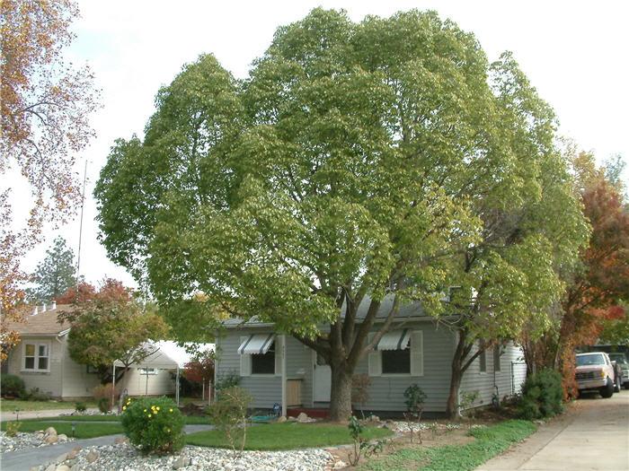 Cinnamomum camphora