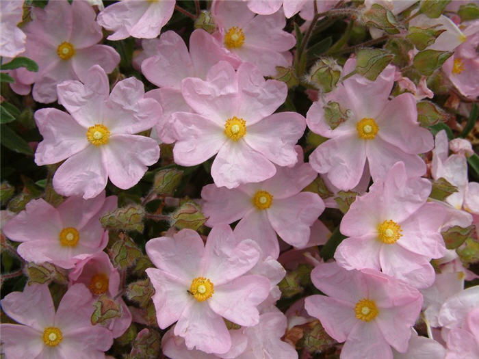 Cistus X skanbergii