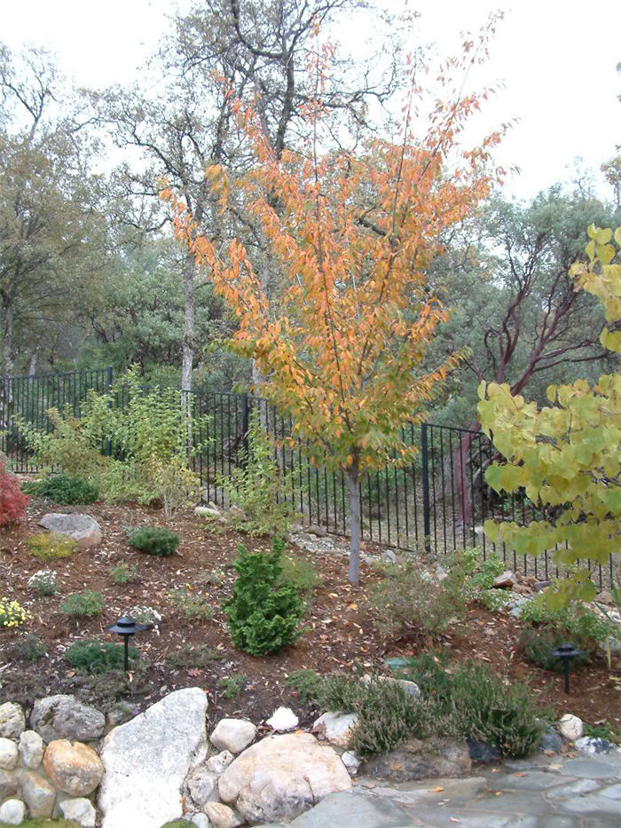 Acer rubrum 'Red Sunset'