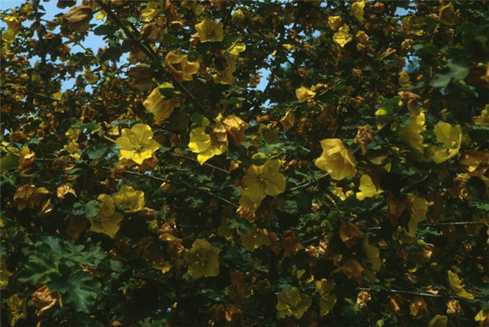 Plant photo of: Fremontodendron 'California Glory'