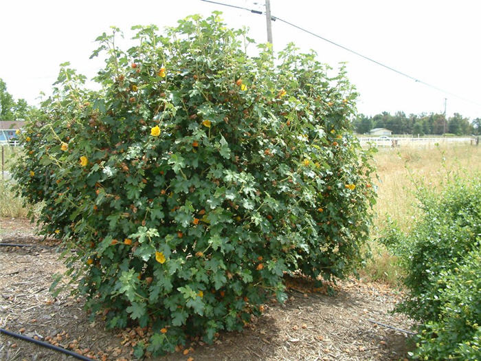 Fremontodendron 'Pacific Sunset'