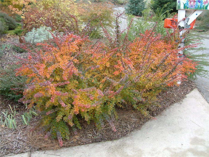 Plant photo of: Berberis thunbergii