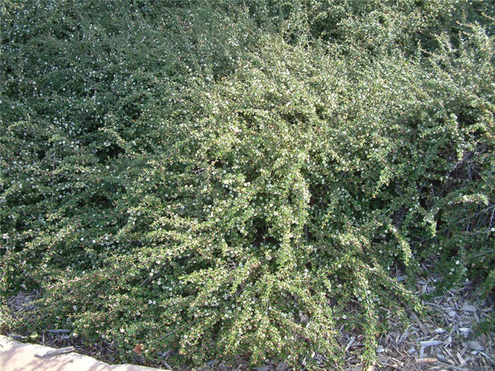 Cotoneaster congestus 'Likiang'