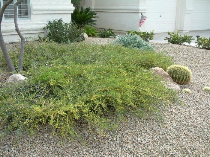 Plant photo of: Acacia redolens 'Prostrata'