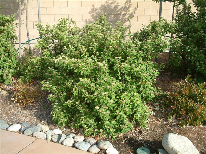 Cotoneaster lacteus