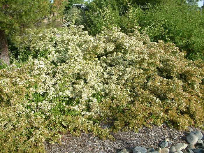 Plant photo of: Cotoneaster lacteus