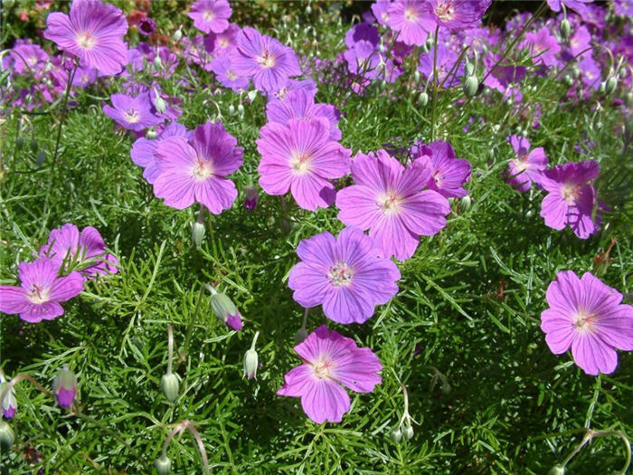 Plant photo of: Geranium incanum