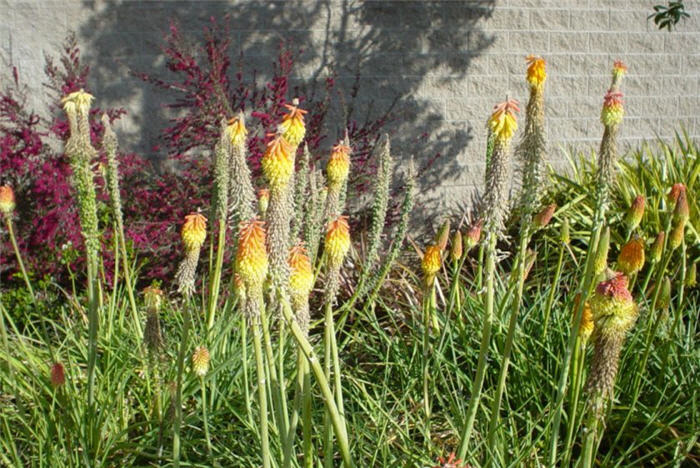 Red Hot Poker