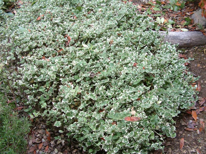 Variegated English Ivy