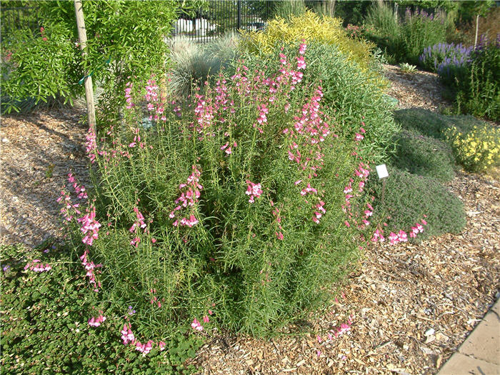 Apple Blossom Penstemon