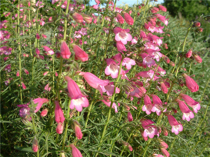 Plant photo of: Penstemon 'Apple Blossom'