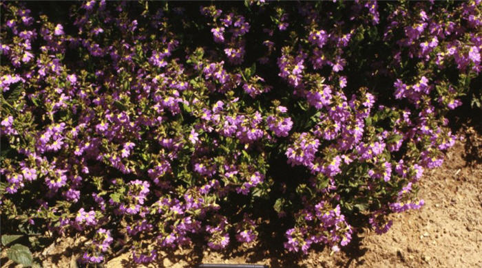 Scaevola 'Mauve Clusters'