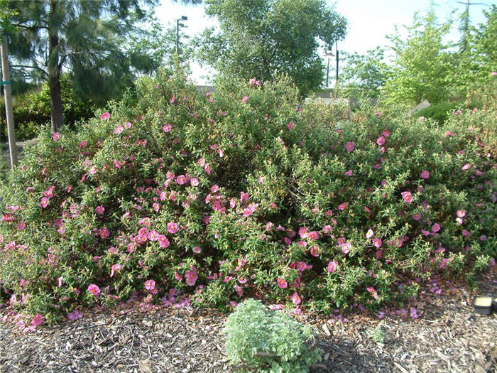 Cistus X purpureus