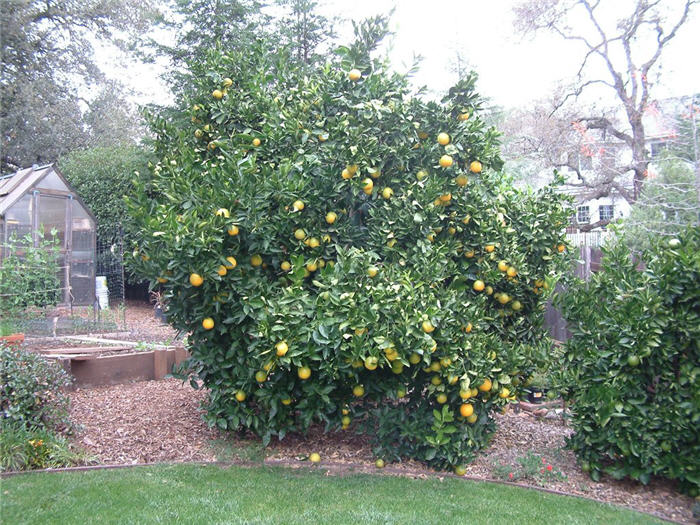 Plant photo of: Citrus meyeri 'Improved'