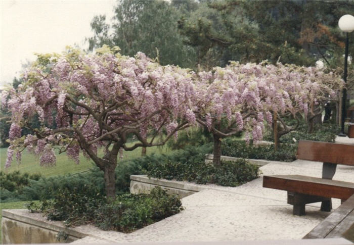 Plant photo of: Wisteria florabunda 'Rosea'