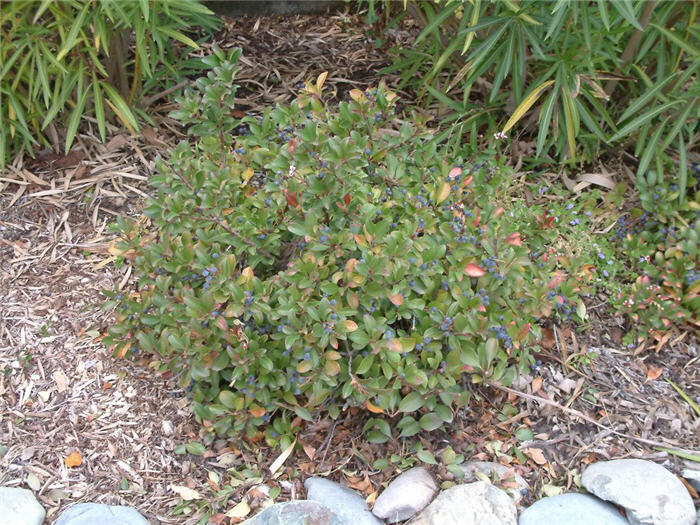 Springtime Indian Hawthorn