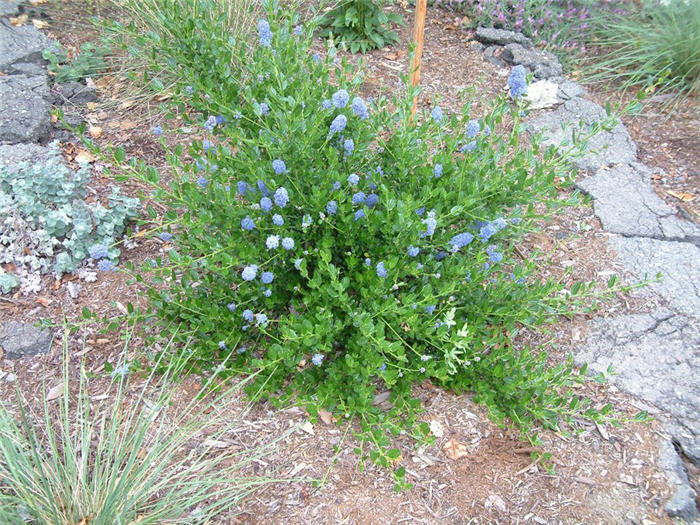 Ceanothus thyrsiflorus 'Skylark'